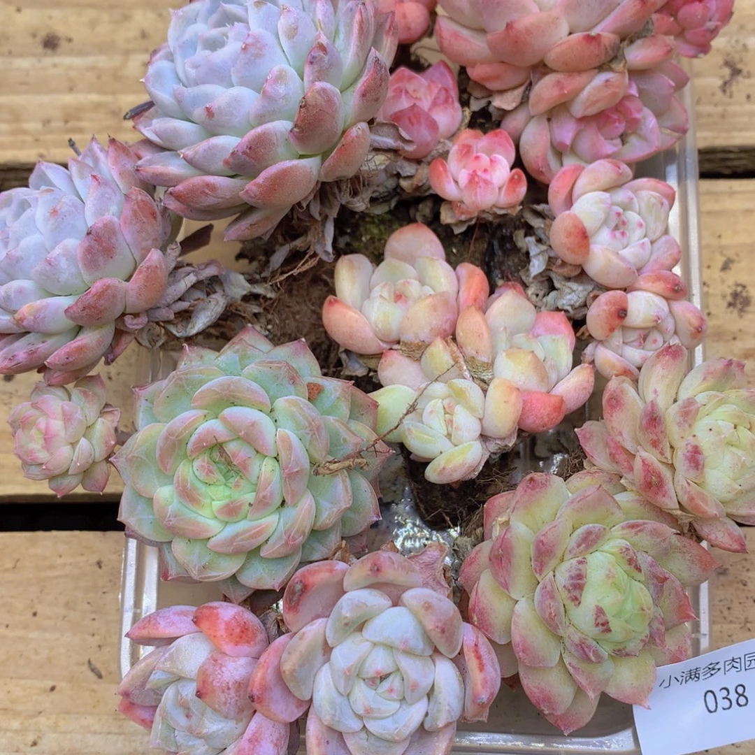 我要去看你了啊我038