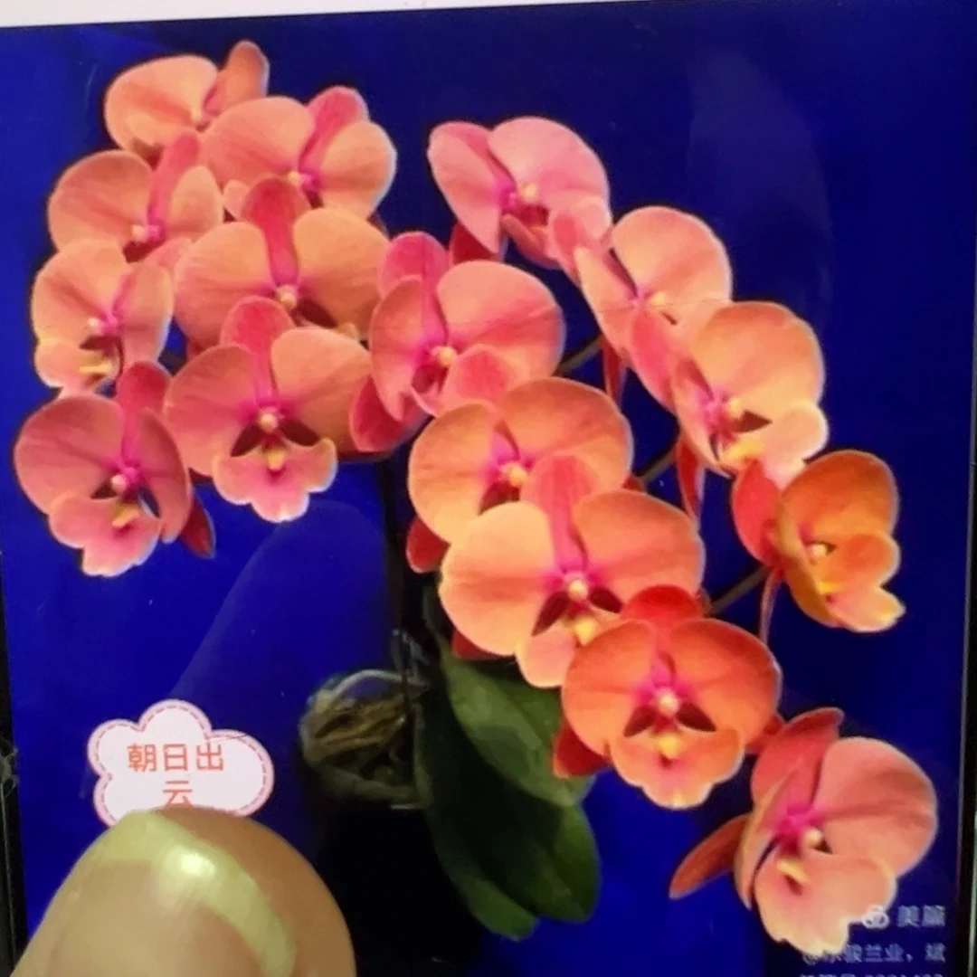当前无花栽培后可以开花朝日出云新苗凑单发货一颗不发货
