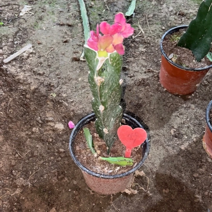 用***8当前无花栽培后可以开花037  159