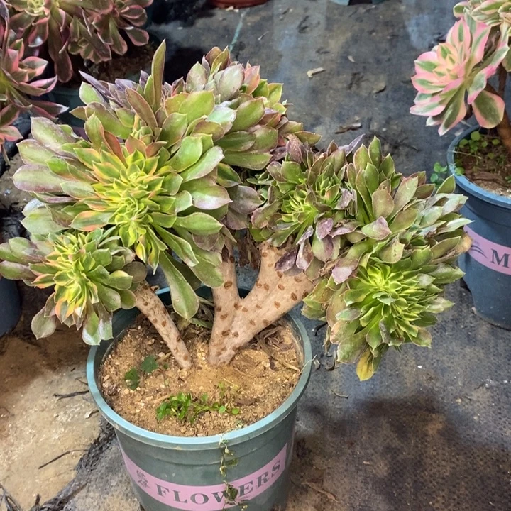 雅典娜缀多肉植物13