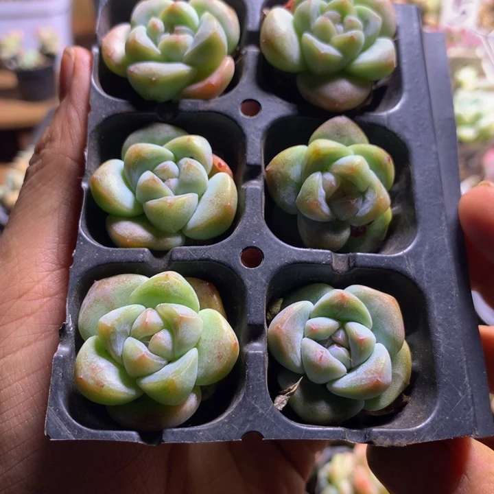 小精控冰琥珀6颗组合