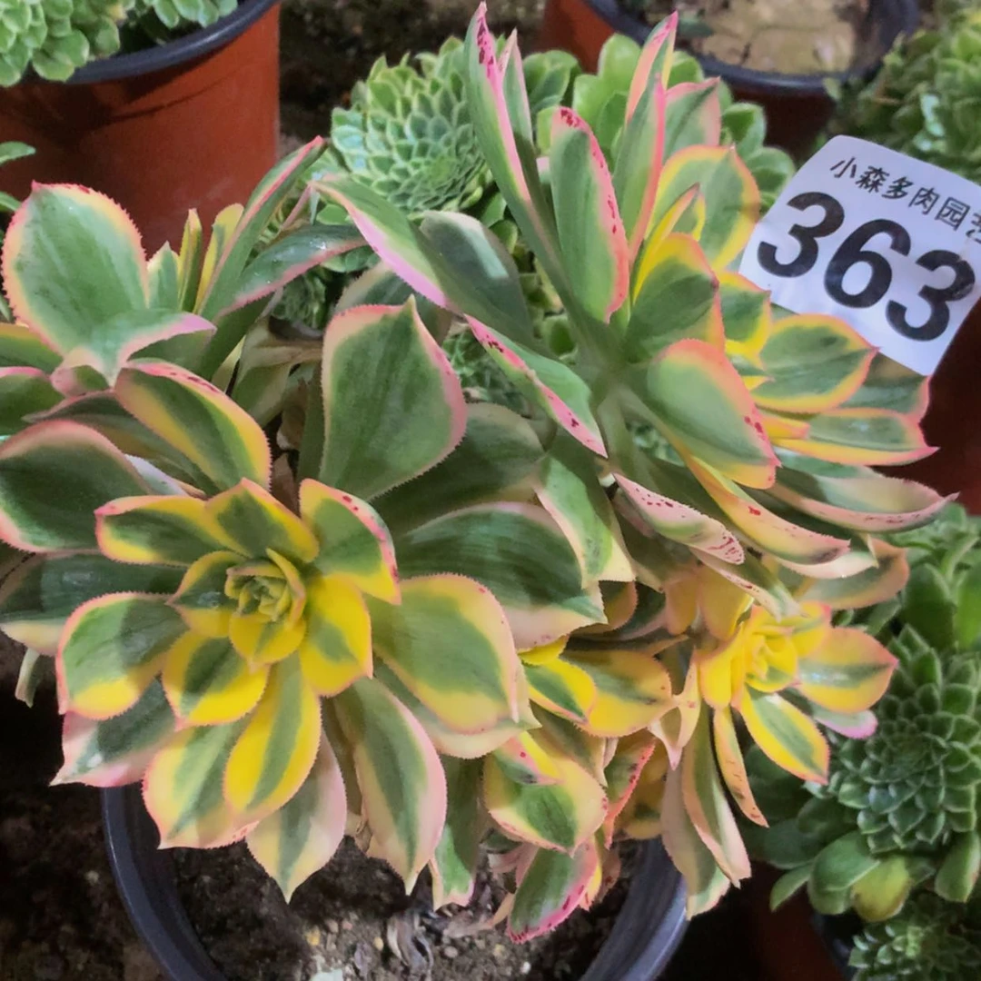 【闪购商品】S****?363灿烂多肉