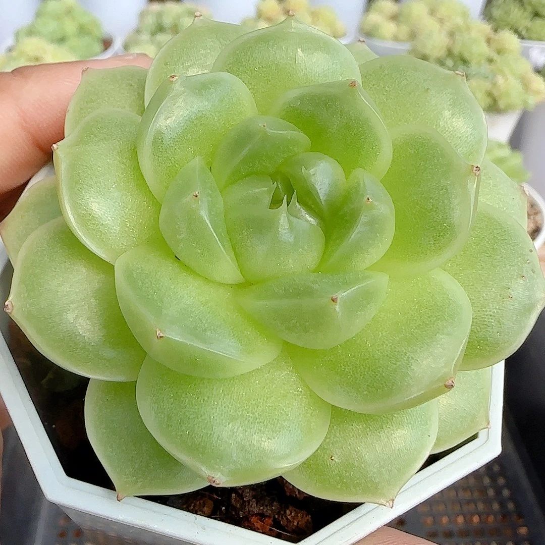 【闪购商品】0923-110优选麦杆圆脸
