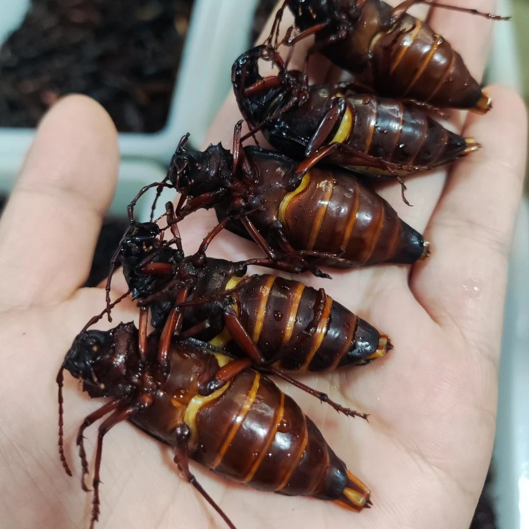 山东当季新鲜山水牛，活体速冻，顺丰包邮