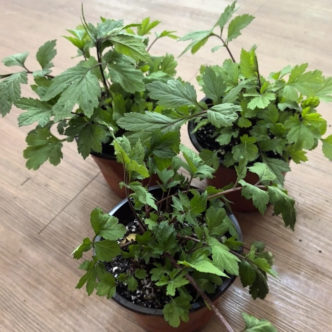 云南野生红芹菜种苗盆栽红毛芹红艾草清热四季可种铁线蕨