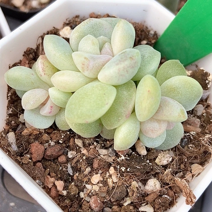 多肉植物冰玉石化3072