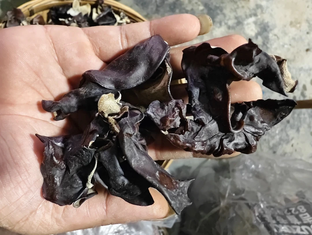 湖南湘西农家大木耳