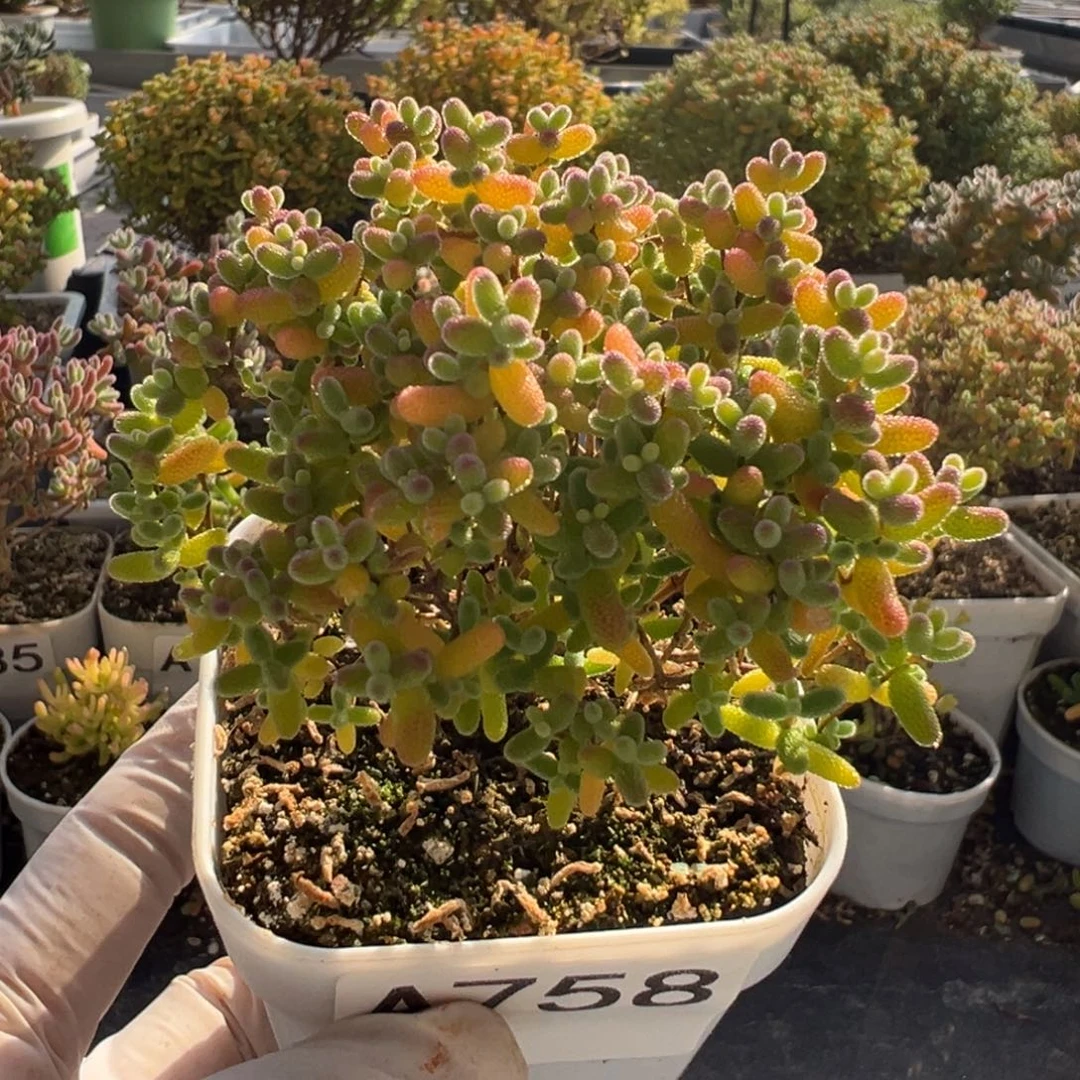 A758蜜橘开播福利