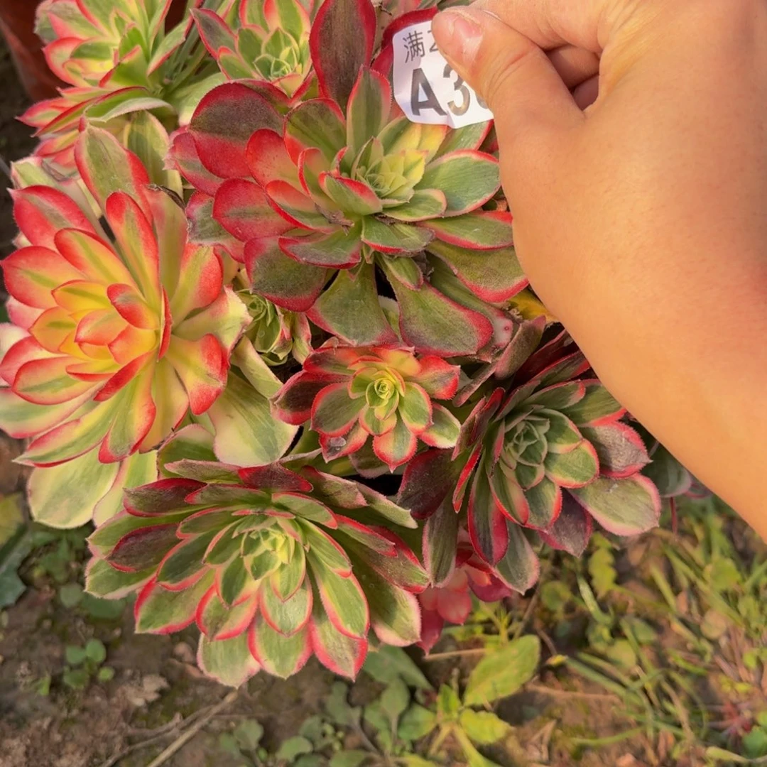 366多肉植物捧花的时候
