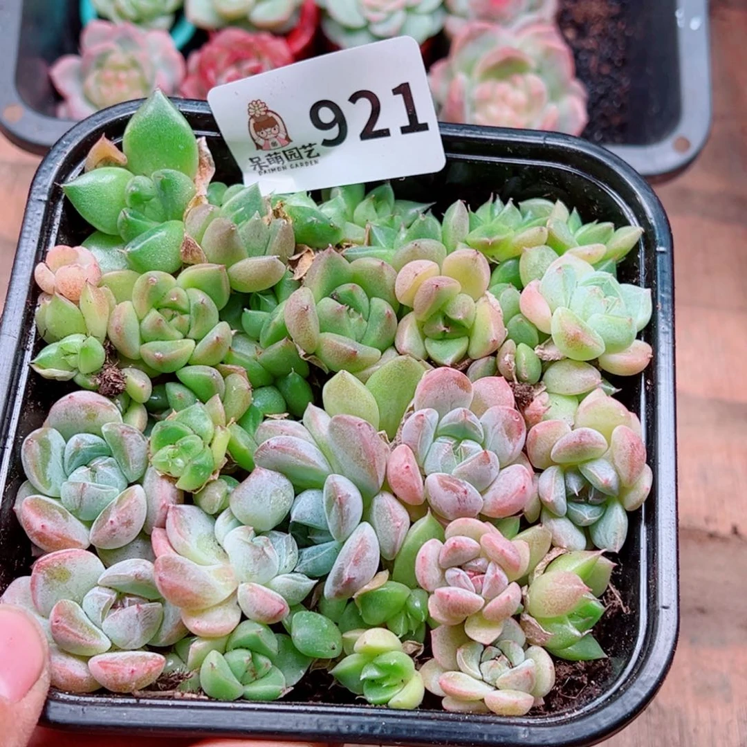 多肉植物多肉植物