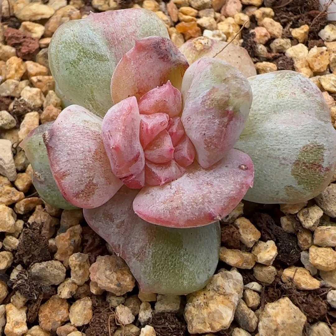 【满29包邮非偏远】880糖心石化锦