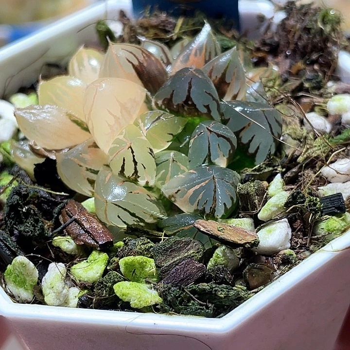 654雙頭水晶師生錦特選福利