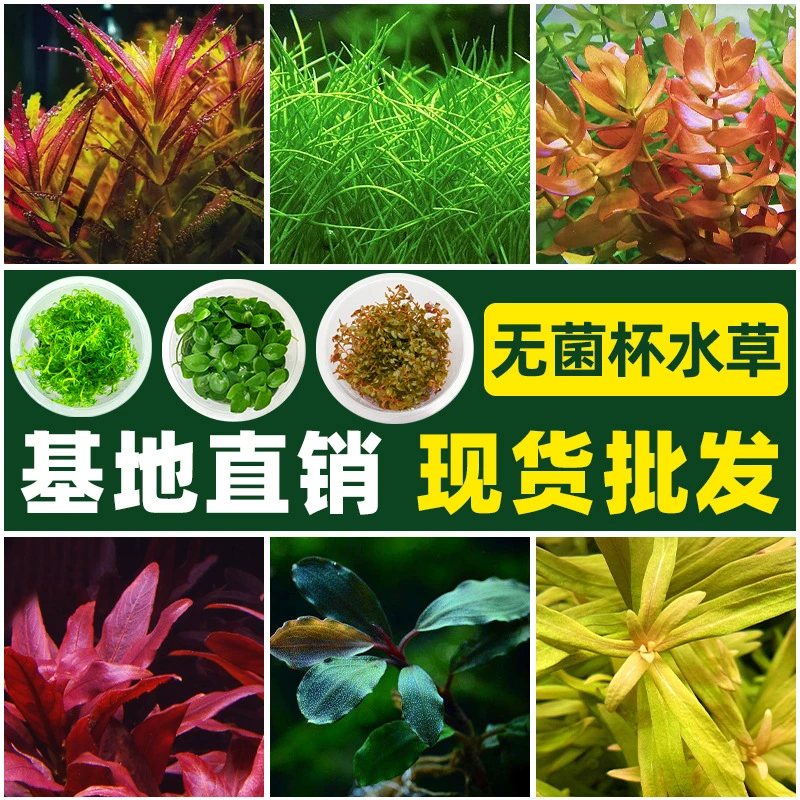 无菌水草杯水草植物真草造景阴性牛毛水草前景水草矮珍珠无菌杯