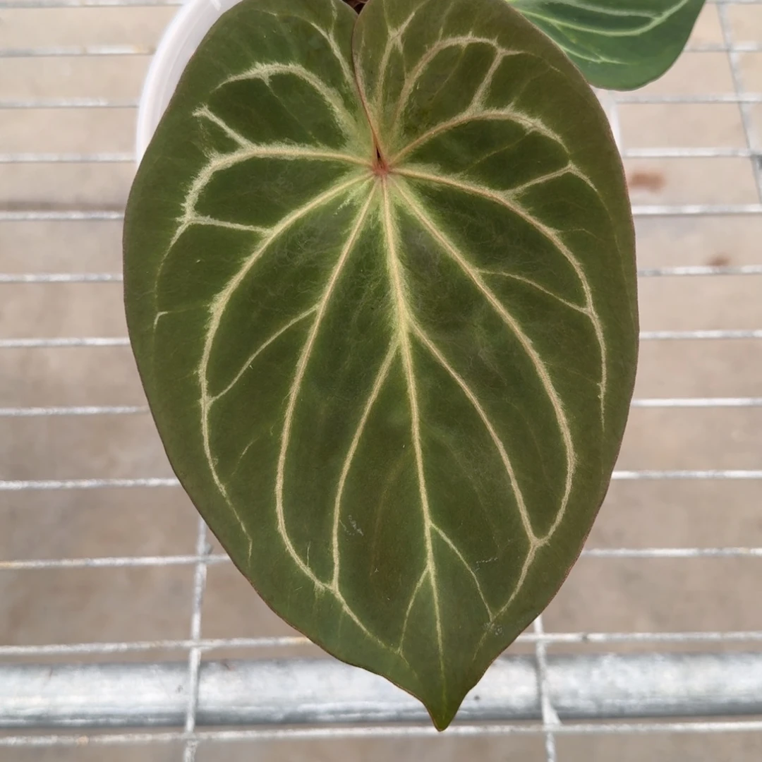 不开花植物印尼进口Kos 大桩