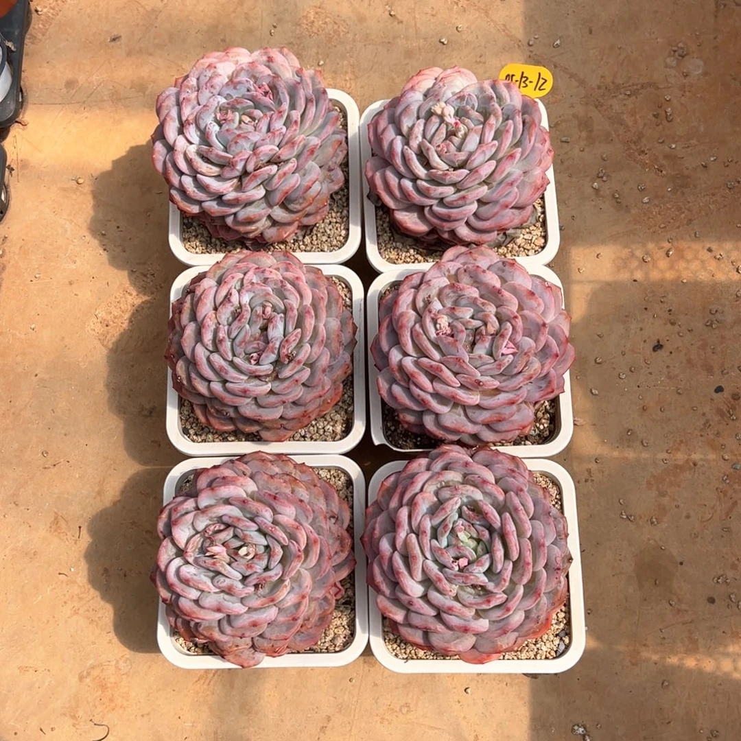 0513-12六颗橙梦露多肉植物