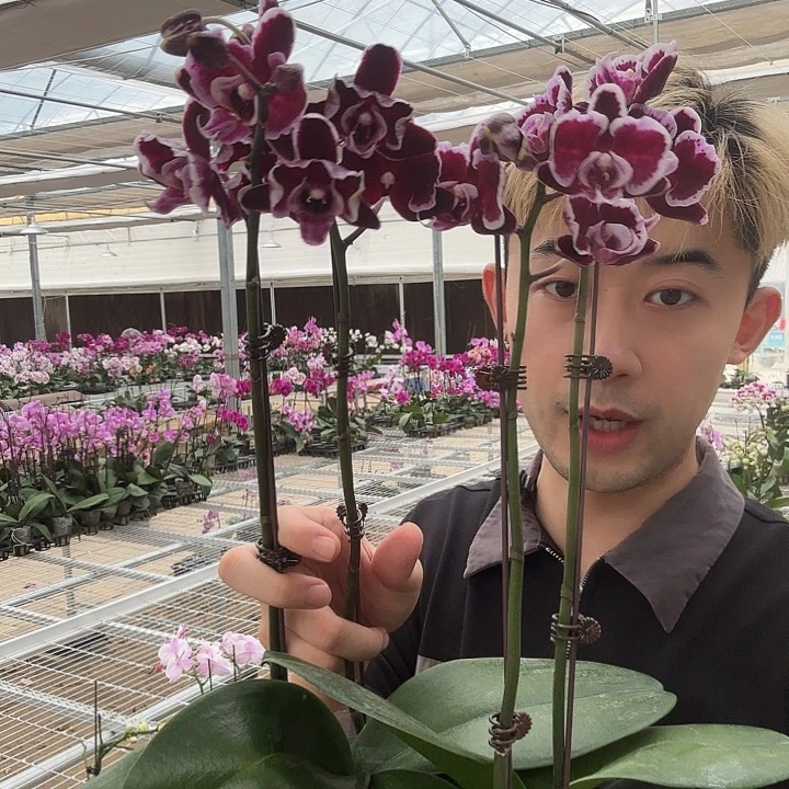 完全开放拉丁舞裙双剑