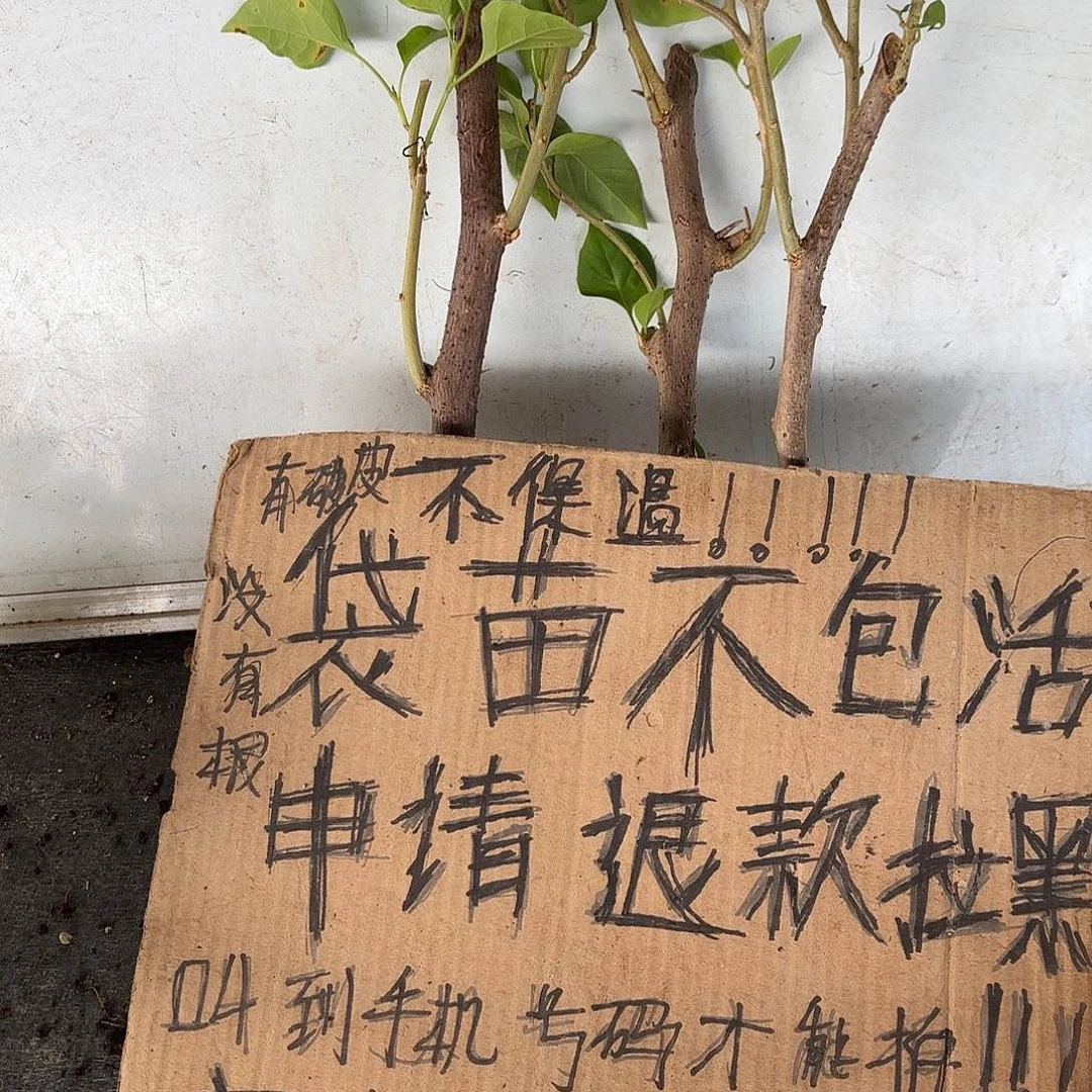 向***哇无花朵袋苗盲盒三颗不包活8