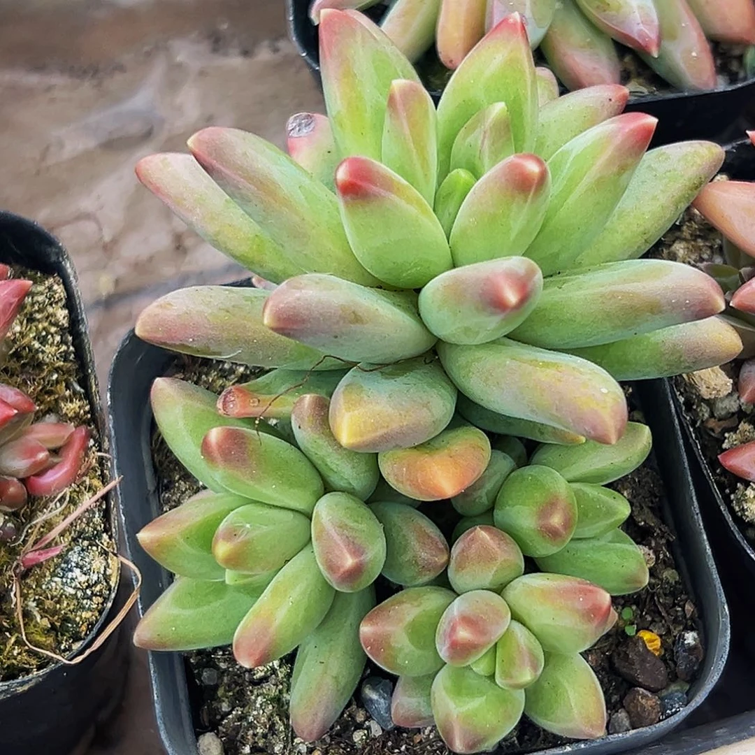 美人系列多肉植物