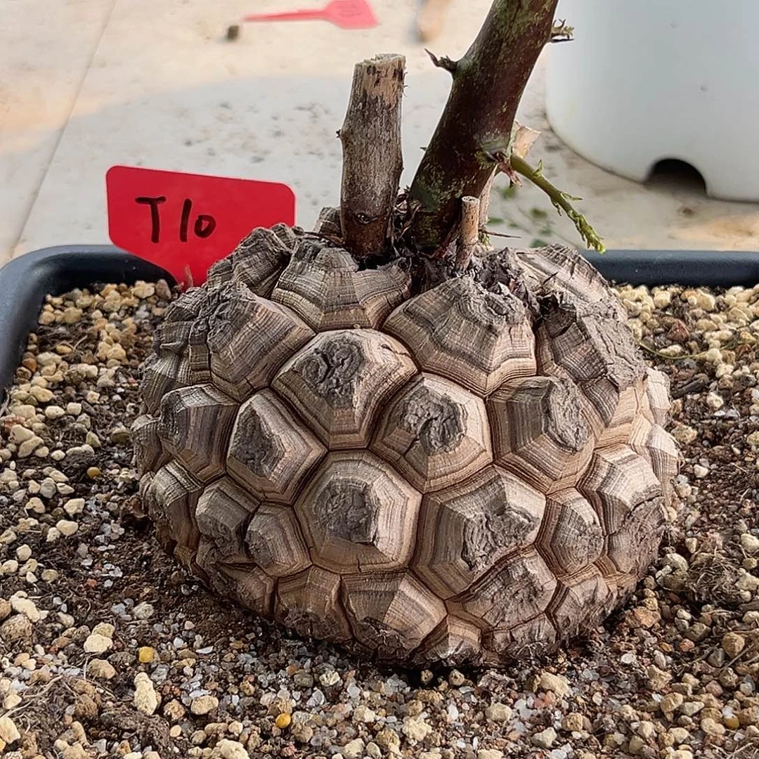 汤圆植物龟甲龙遁甲