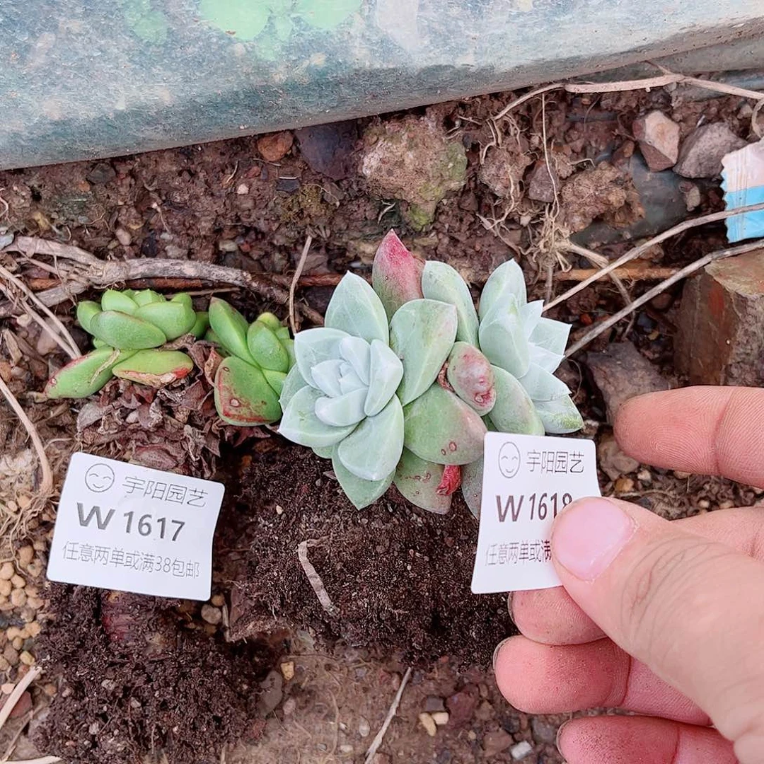 1618法瑞苹果叶多肉