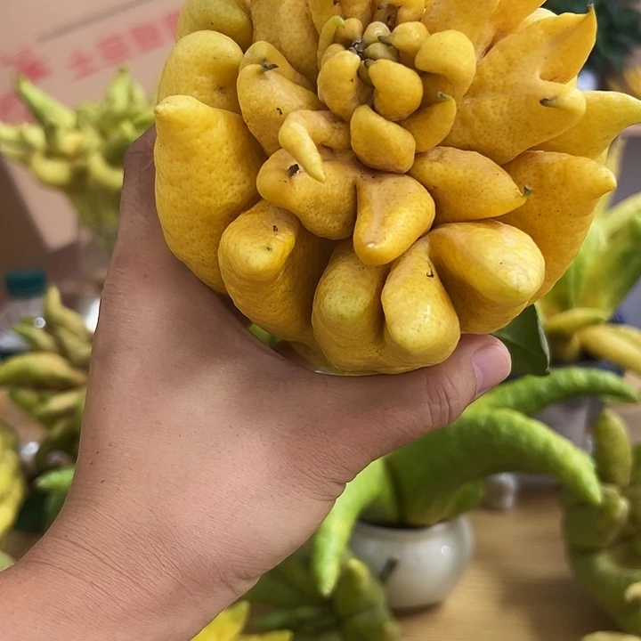 舒***在褚柑佛手柑佛手柑佛手柑