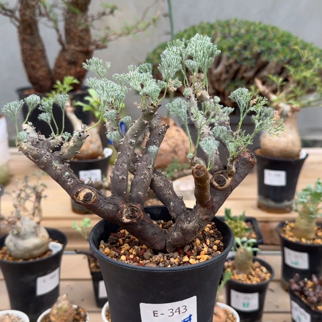 343黑皮月界块根植物