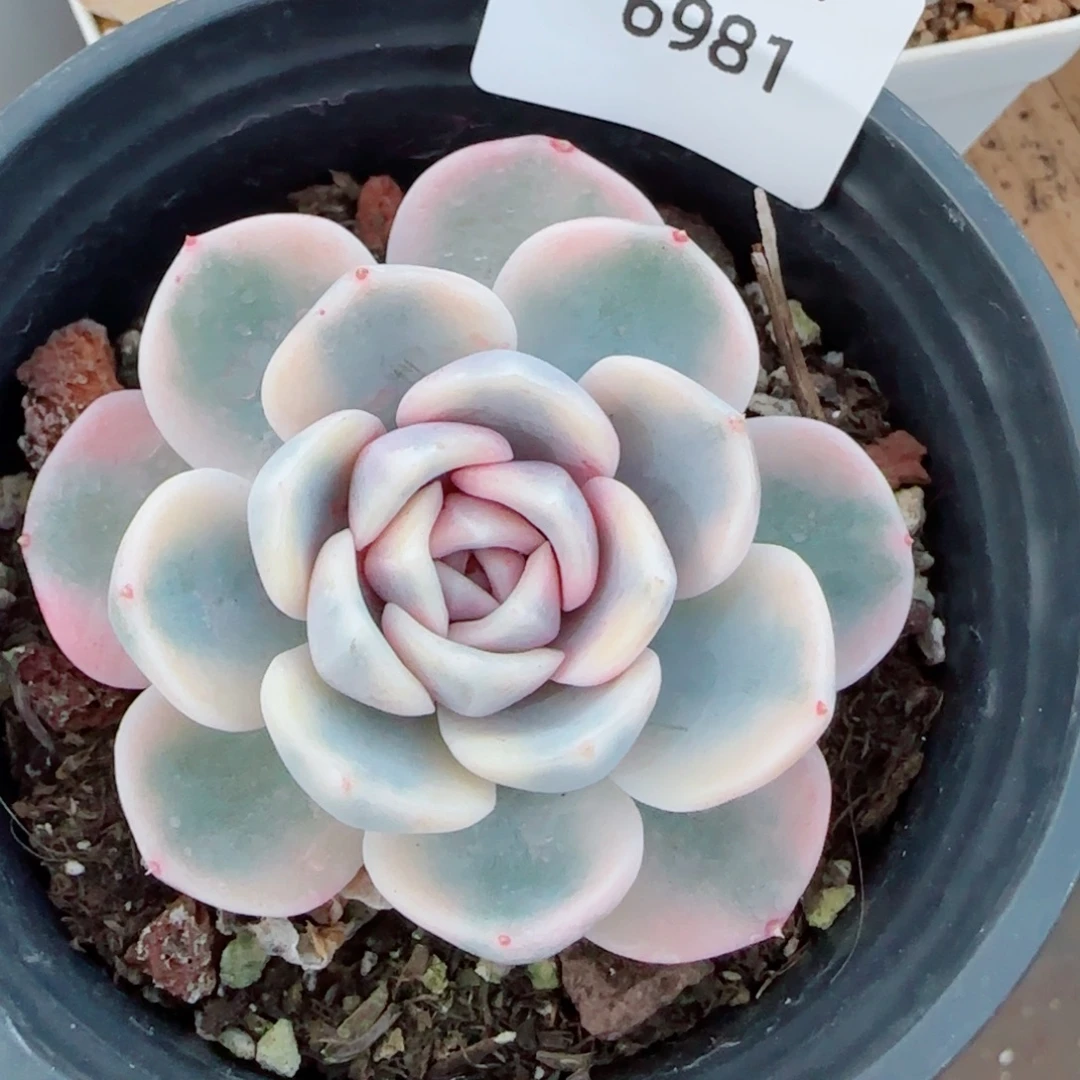 汉堡锦，6981多肉植物