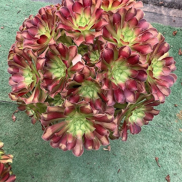 用***8128.韶华多肉植物