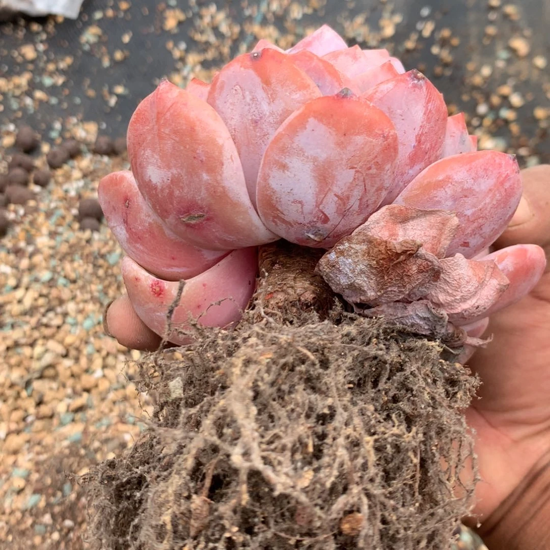 中有这样一些问题也会