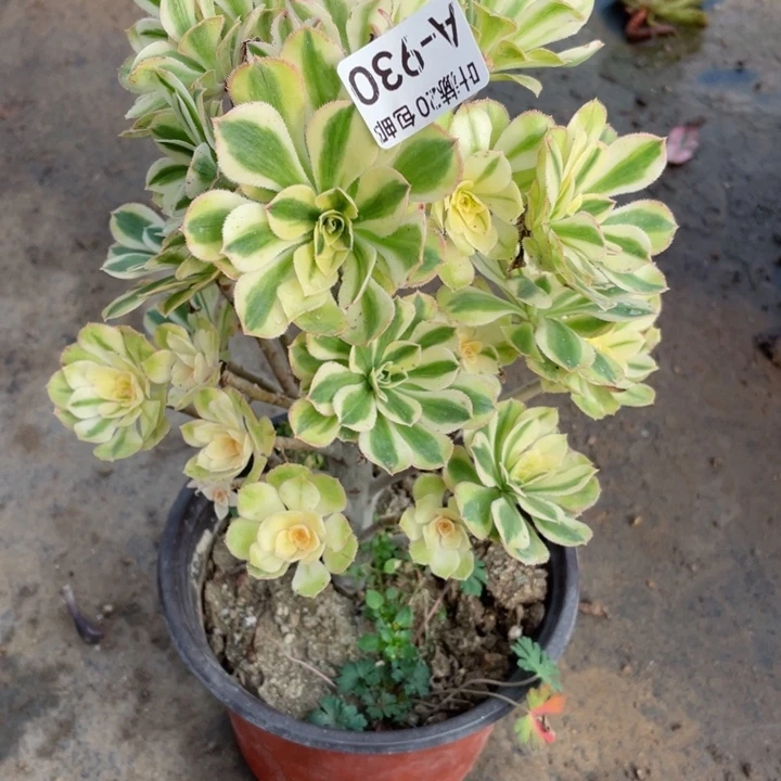 930白兰地多肉1，1134