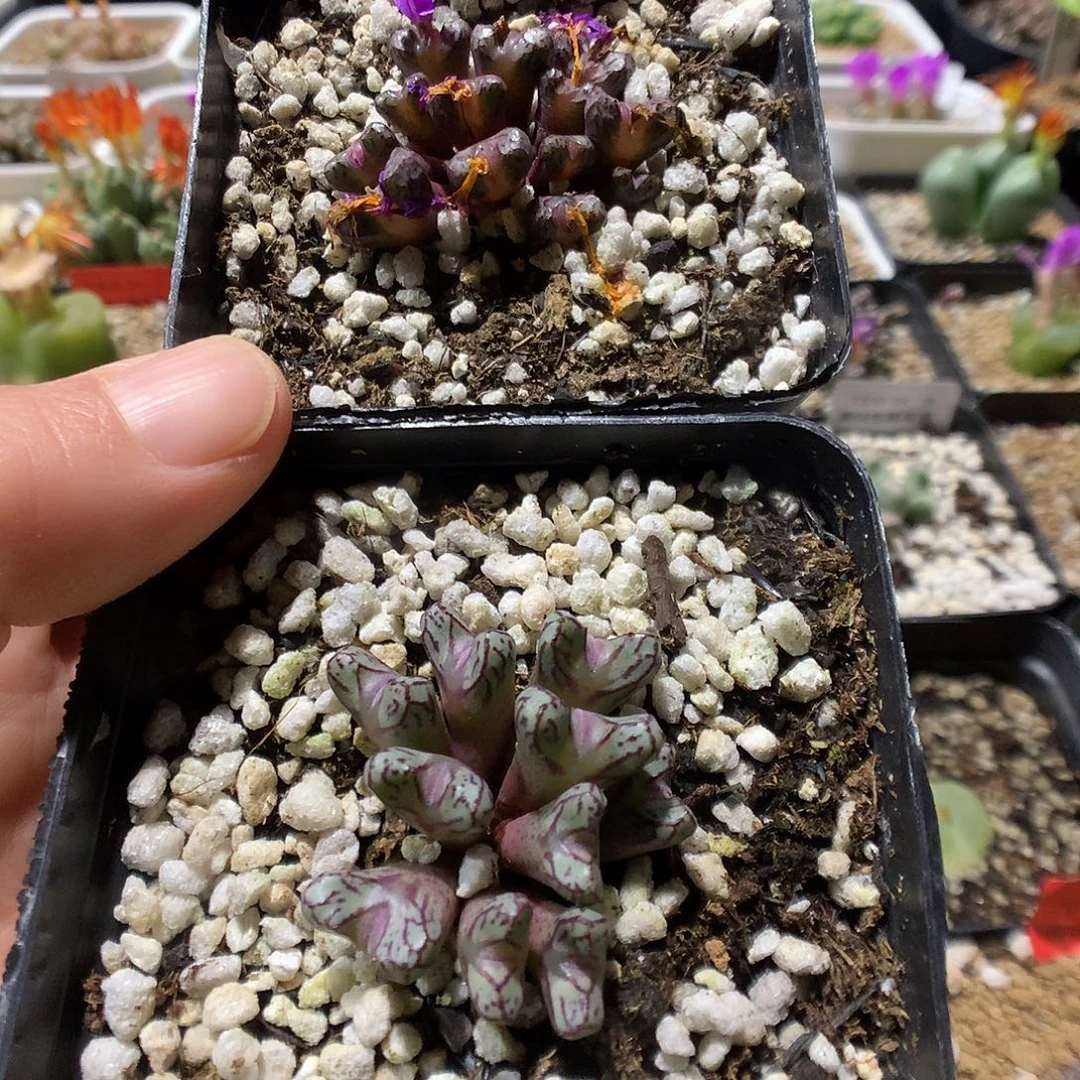 10-24-30    小t+小飞