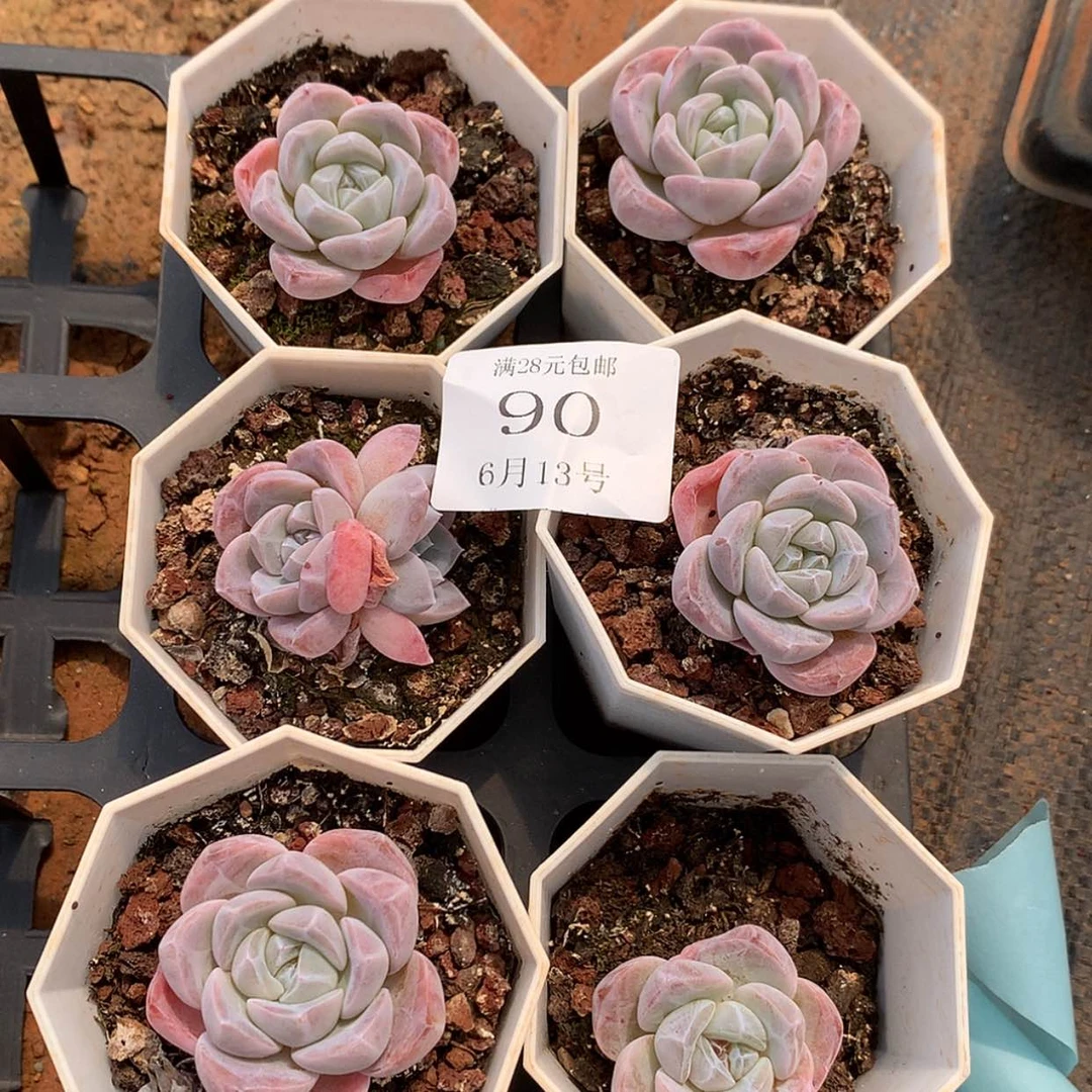 【闪购商品】云90号六颗