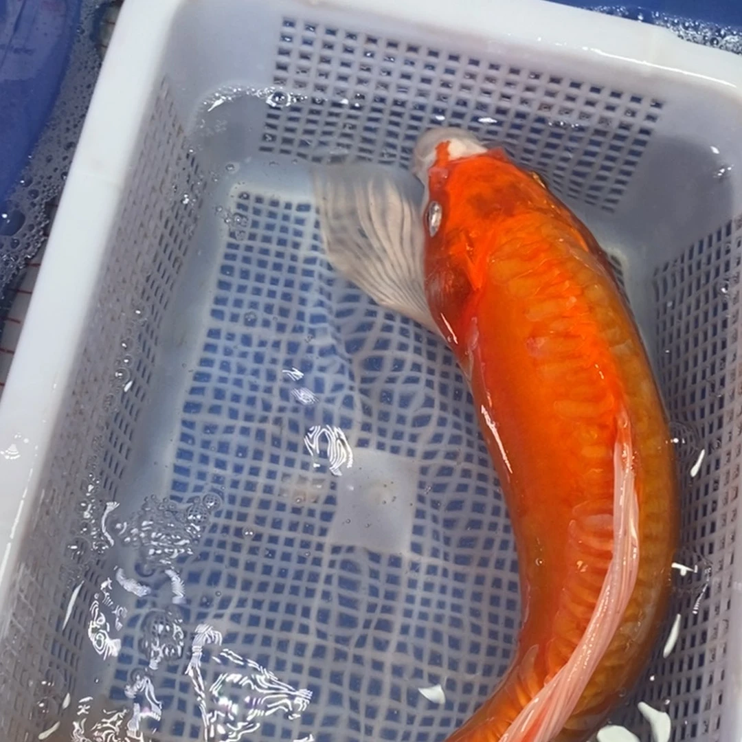 海水鱼冷水锦鲤包邮