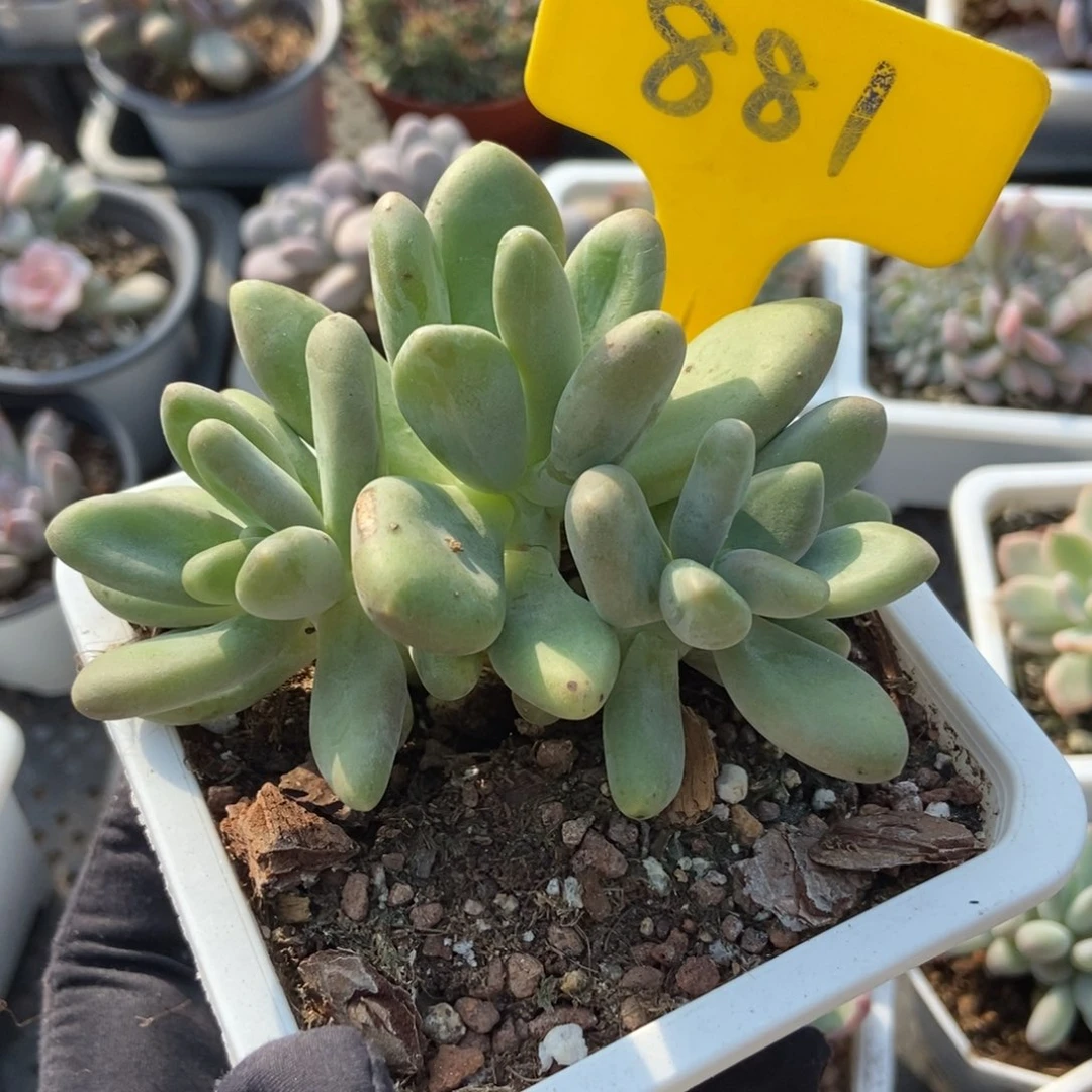 881芒果奶多肉植物
