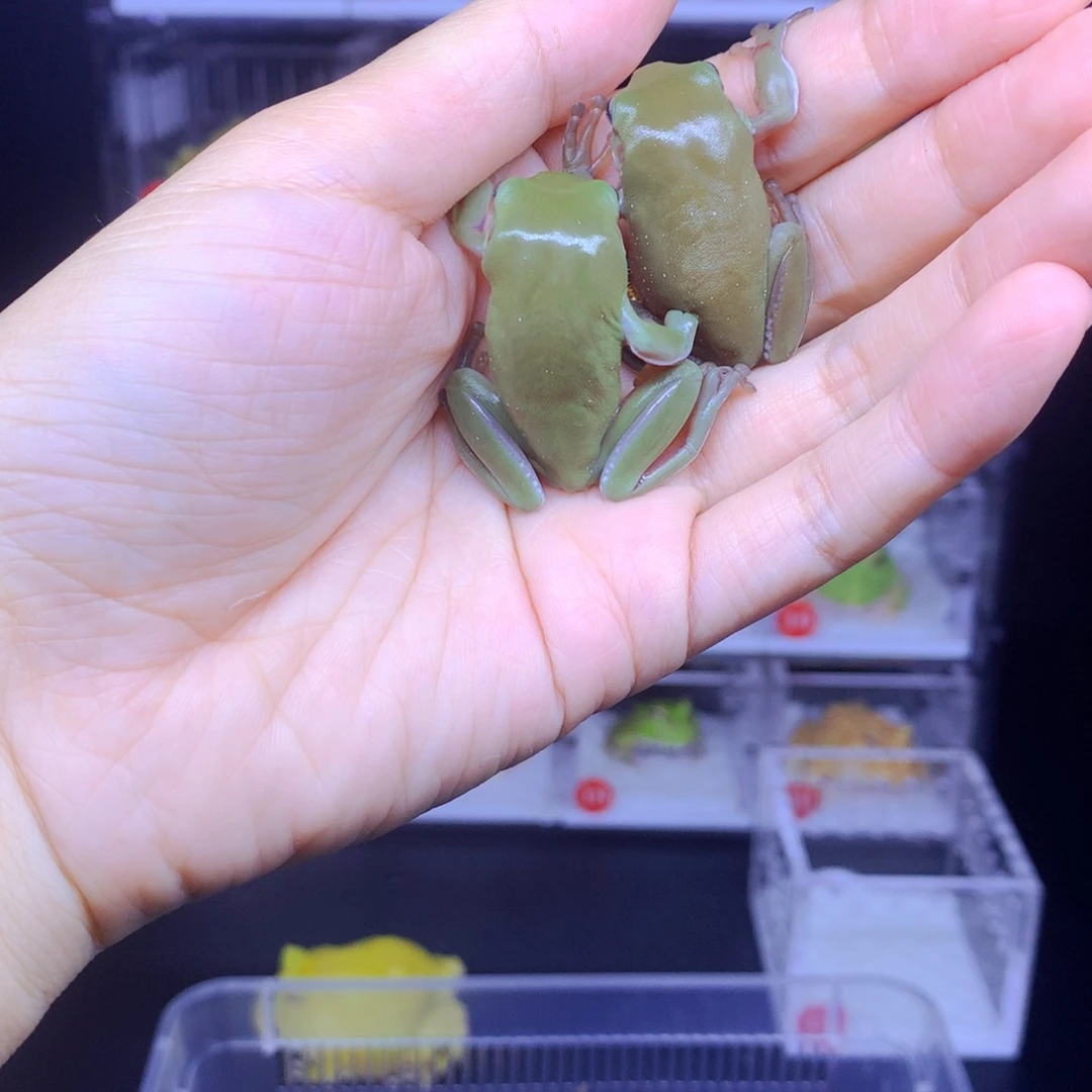 角蛙树蛙一对闪购角蛙专拍链接