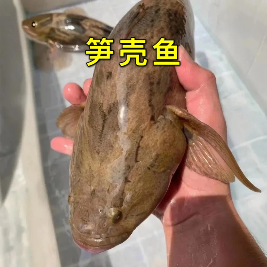 正宗笋壳鱼云斑尖塘鳢可观赏广州发货淡水养