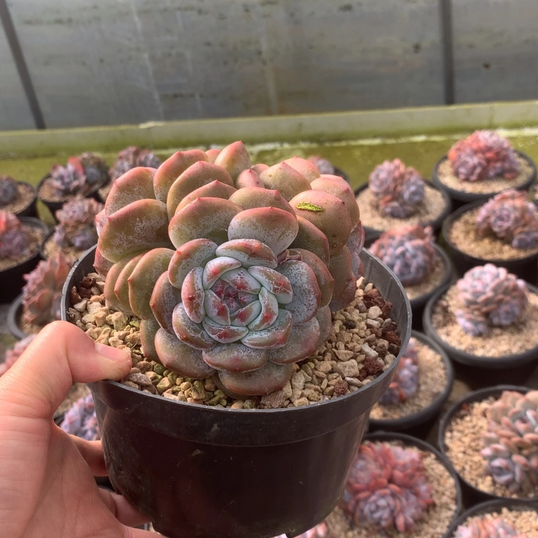 无花朵哈哈哈哈哈哈哈哈哈8