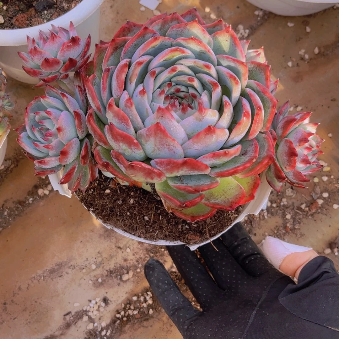 18公分惊鸿娃娃998989999999