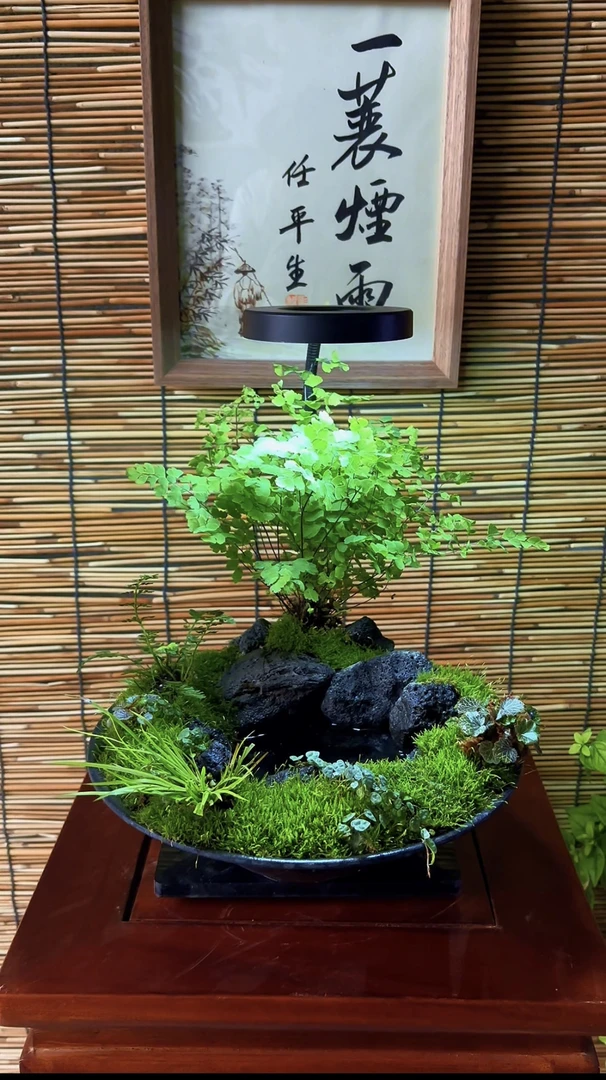 客厅办公桌茶室植物苔藓摆件