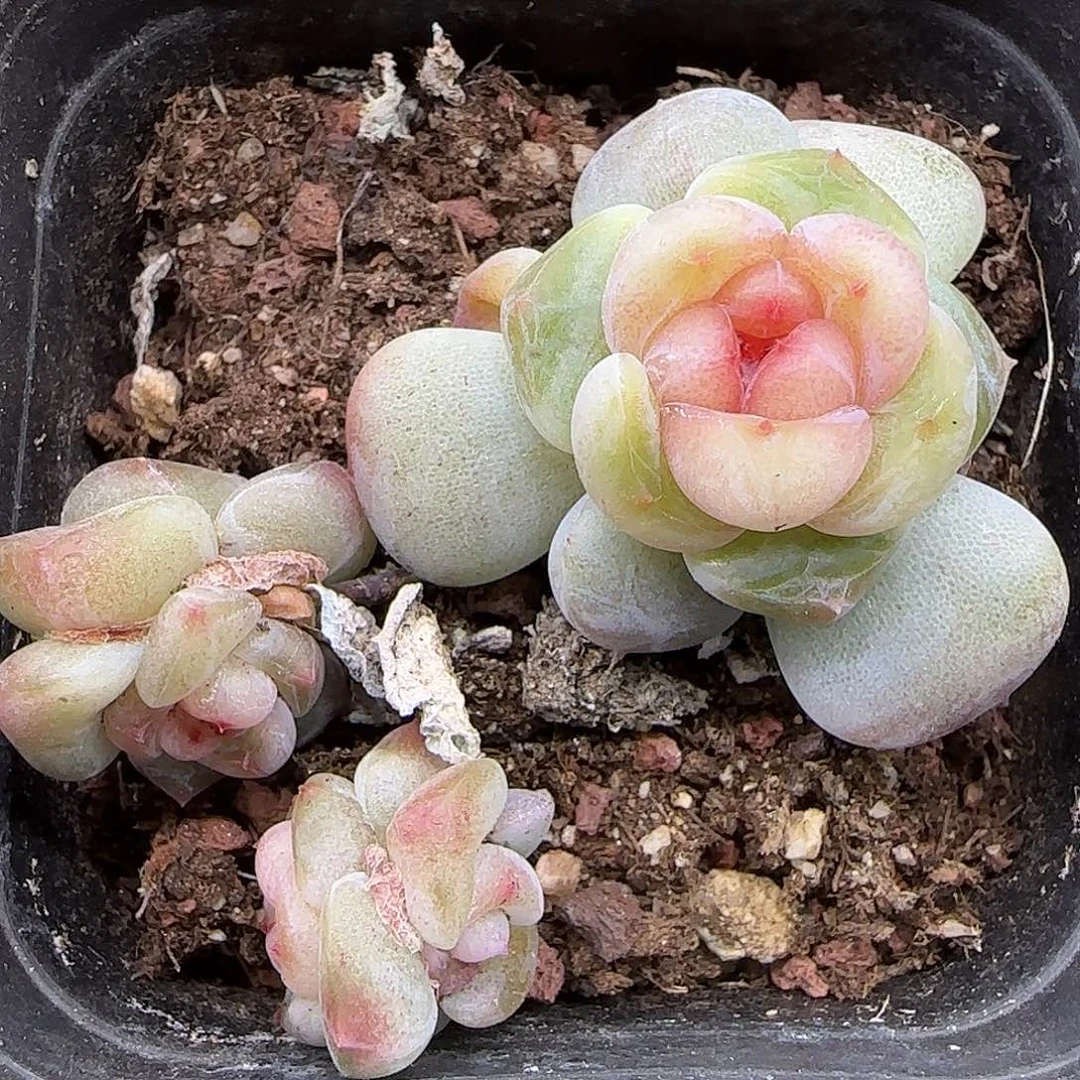 341三颗一起脱土发货