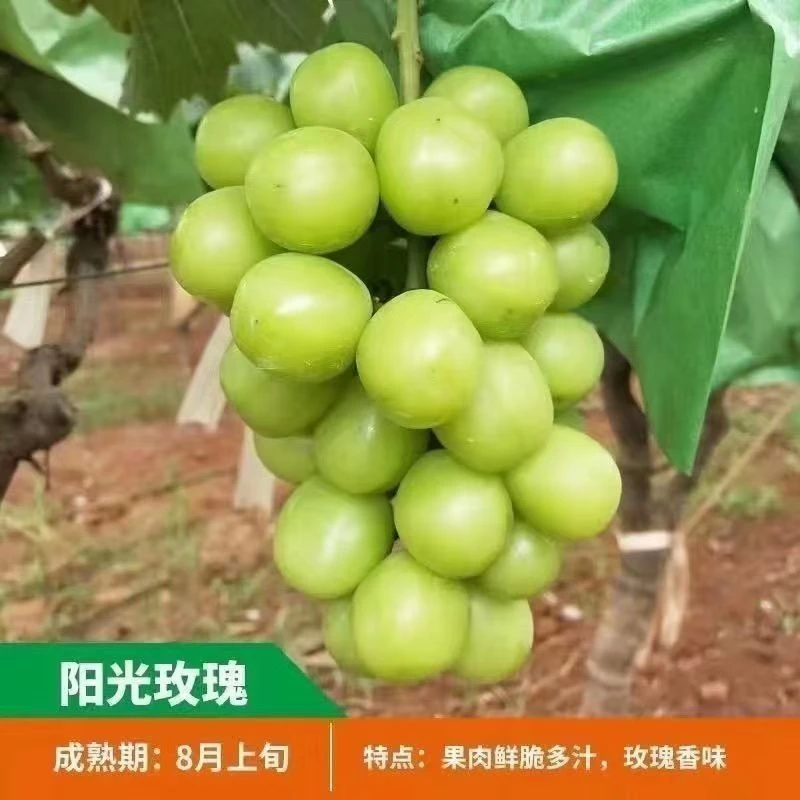 巨峰葡萄树苗果树苗子南北方种植爬藤大苗阳光玫瑰当年结果葡萄树