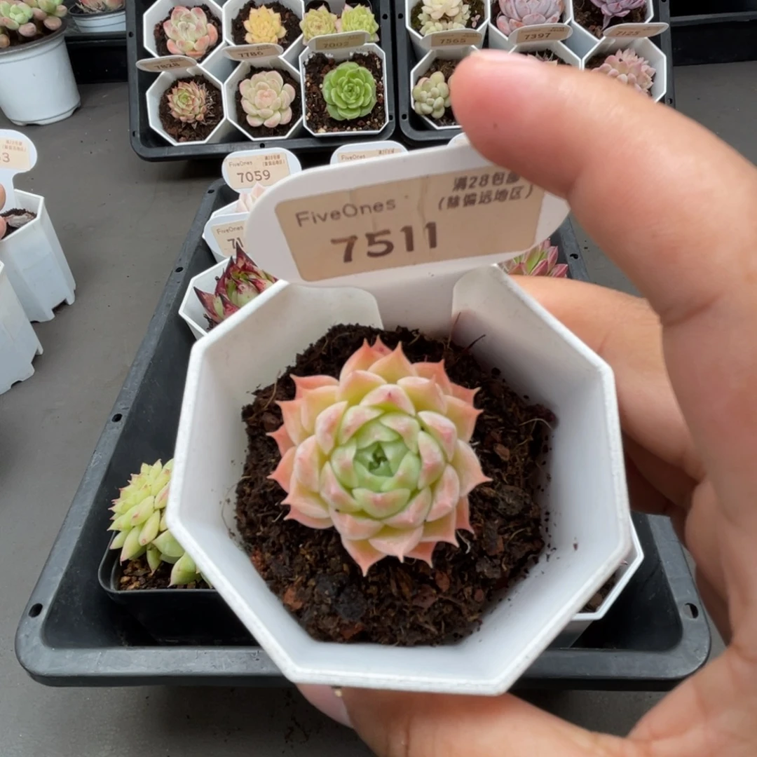7511西府海棠3.5厘米