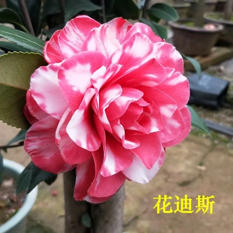 【花迪斯茶花】美系 红色白斑重瓣型 阳台庭院