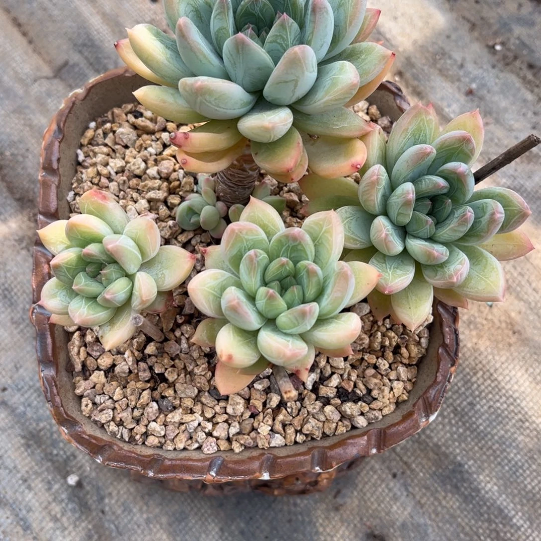 多肉植物多肉植物