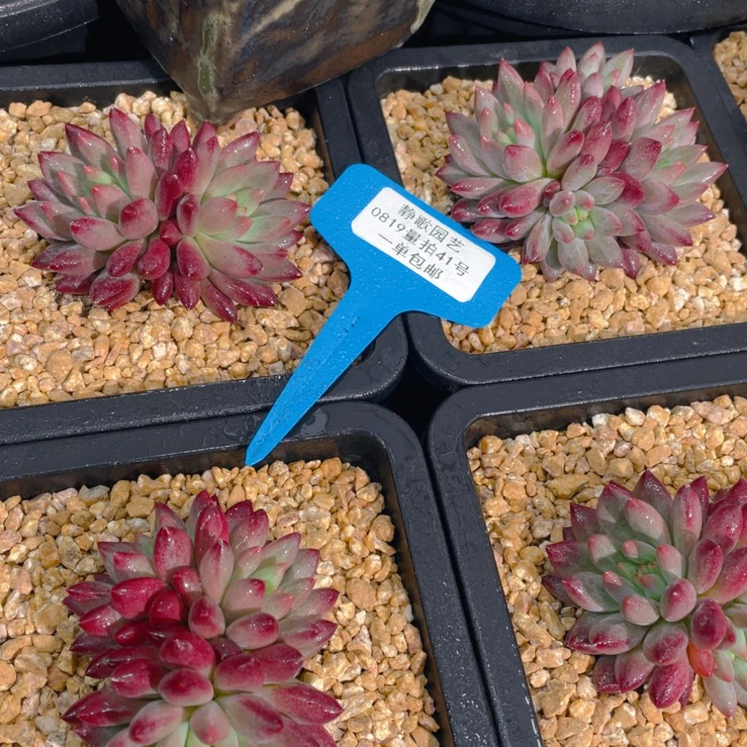 0819-41-如烟美人双头福利一颗量拍