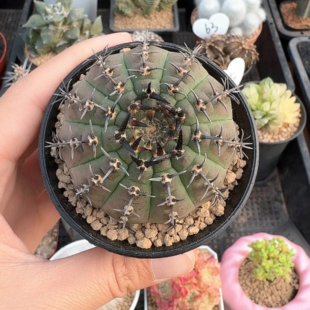 黑刺风头仙人球123