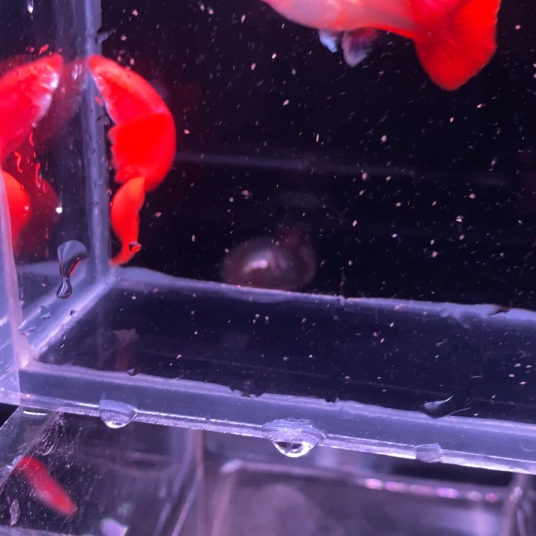 孔雀鱼顶级血红一对