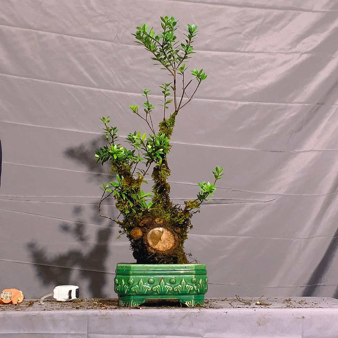 小叶五翅梅开花结果果子可以吃