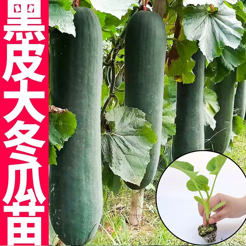 黑皮大冬瓜种子种籽苗高产巨型菜东瓜蔬菜孑秧苗四季盆栽南方
