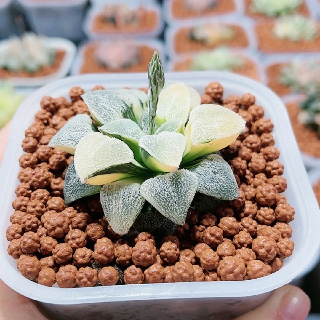 【闪购商品】菠*荻原磨面